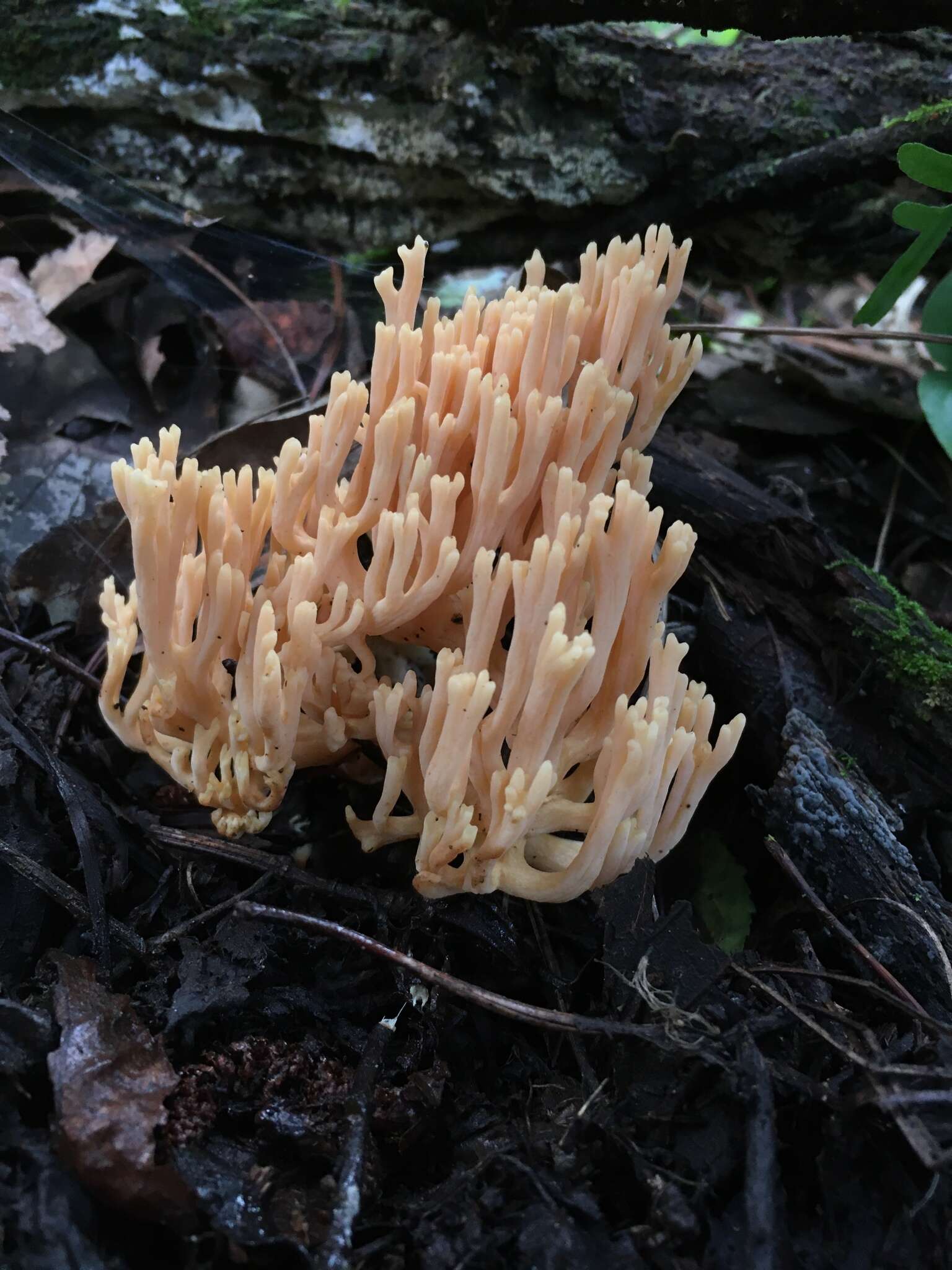 Imagem de Ramaria formosa (Pers.) Quél. 1888