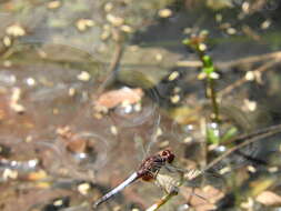 Sivun Erythrodiplax fusca (Rambur 1842) kuva