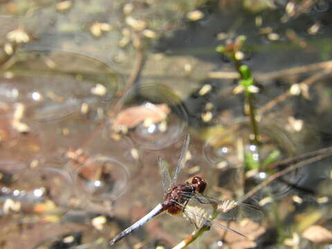 Sivun Erythrodiplax fusca (Rambur 1842) kuva