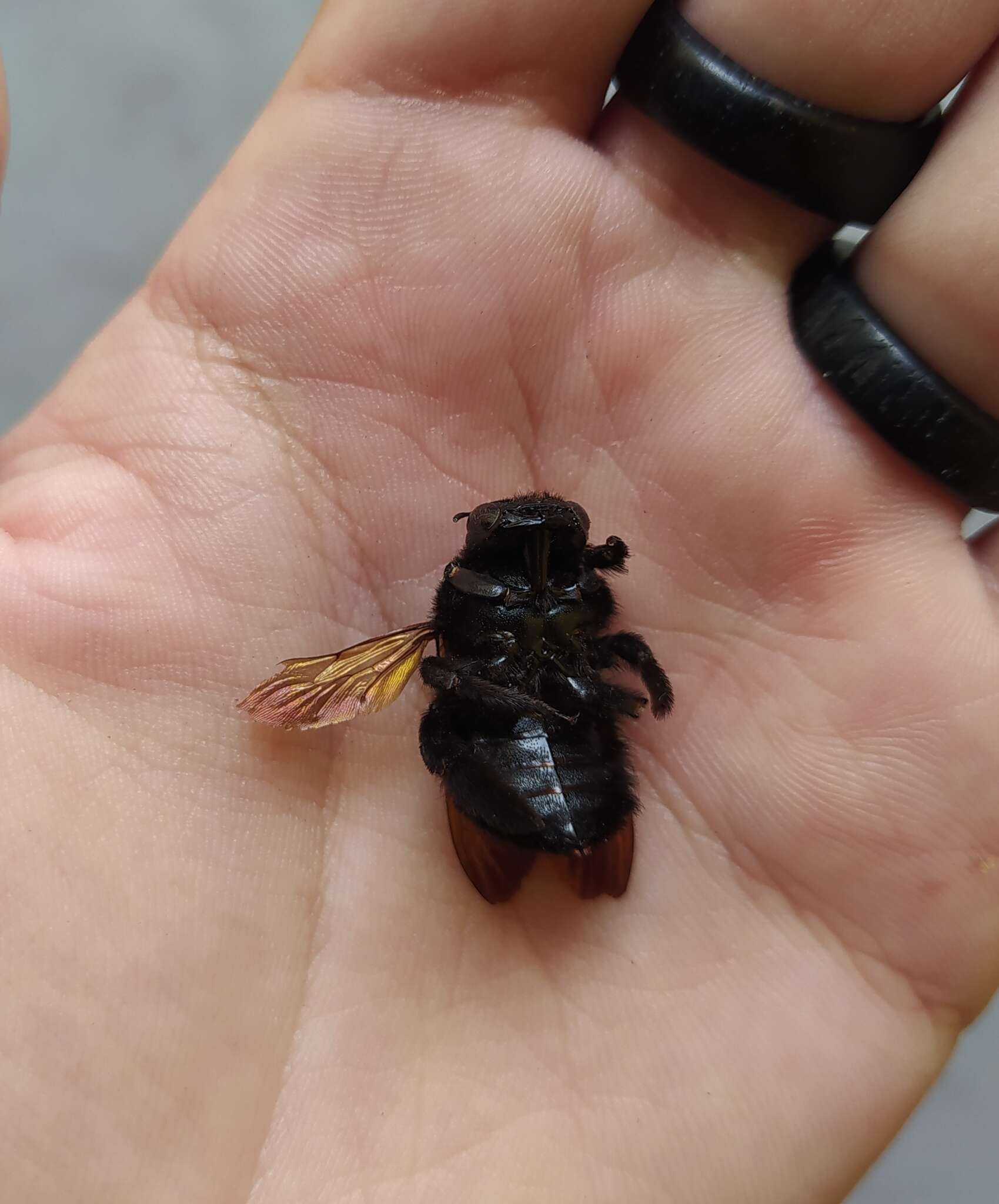 Plancia ëd Xylocopa brasilianorum (Linnaeus 1767)