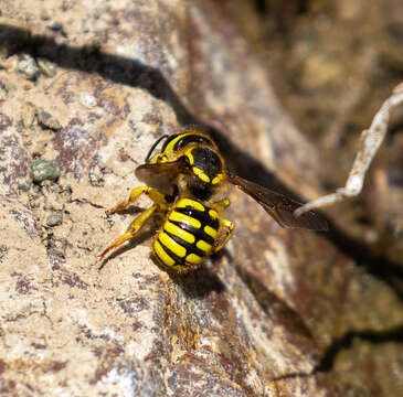 Image of Anthidium illustre Cresson 1879