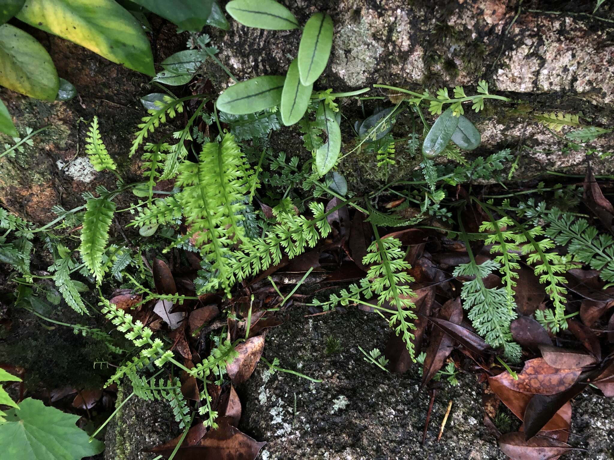 Image of Asplenium prolongatum Hook.