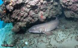 Image of Brownbanded Bamboo Shark