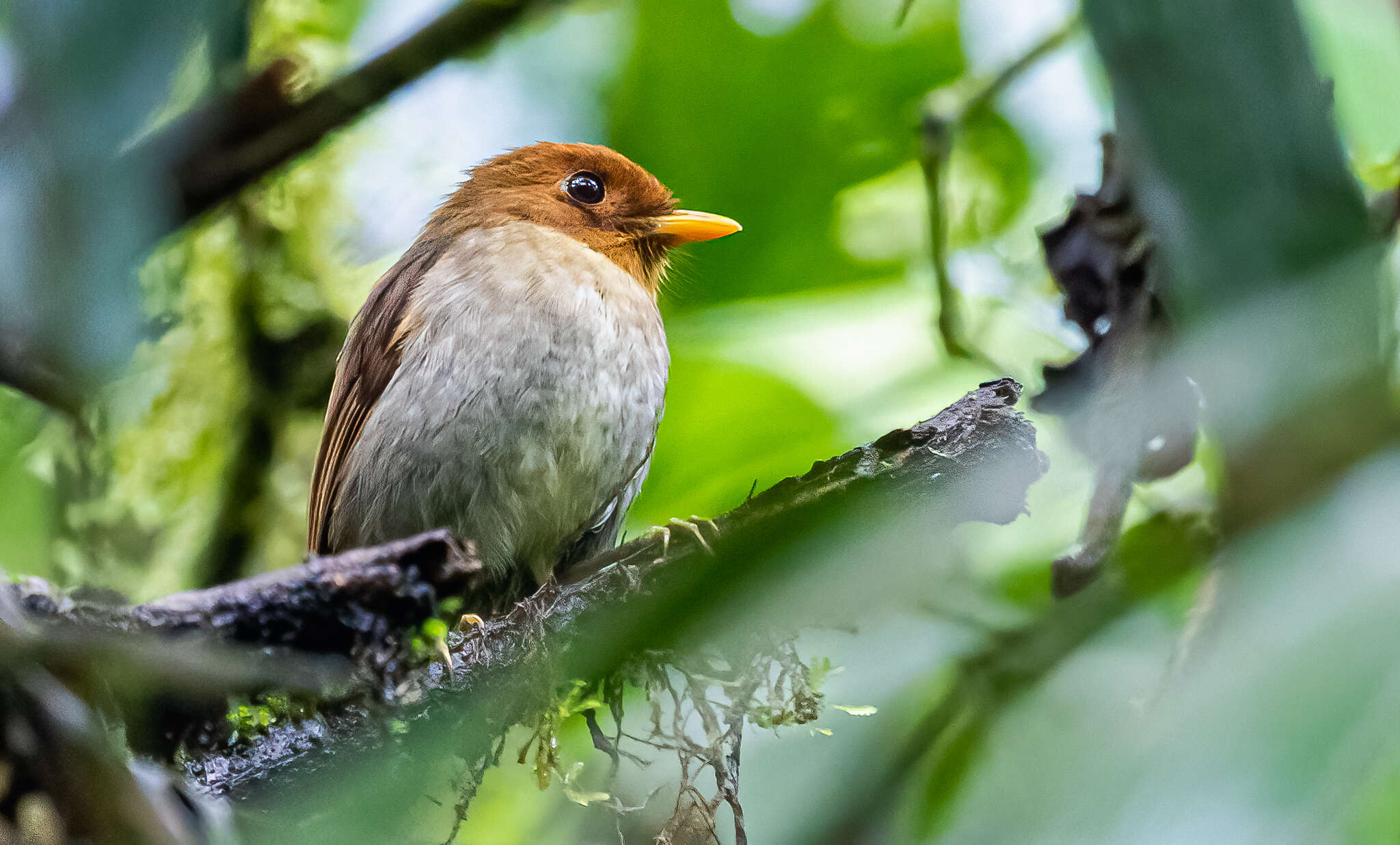 Image of Hooded Antpitta