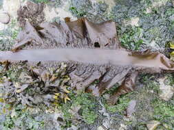 Image of Pleurophycus gardneri