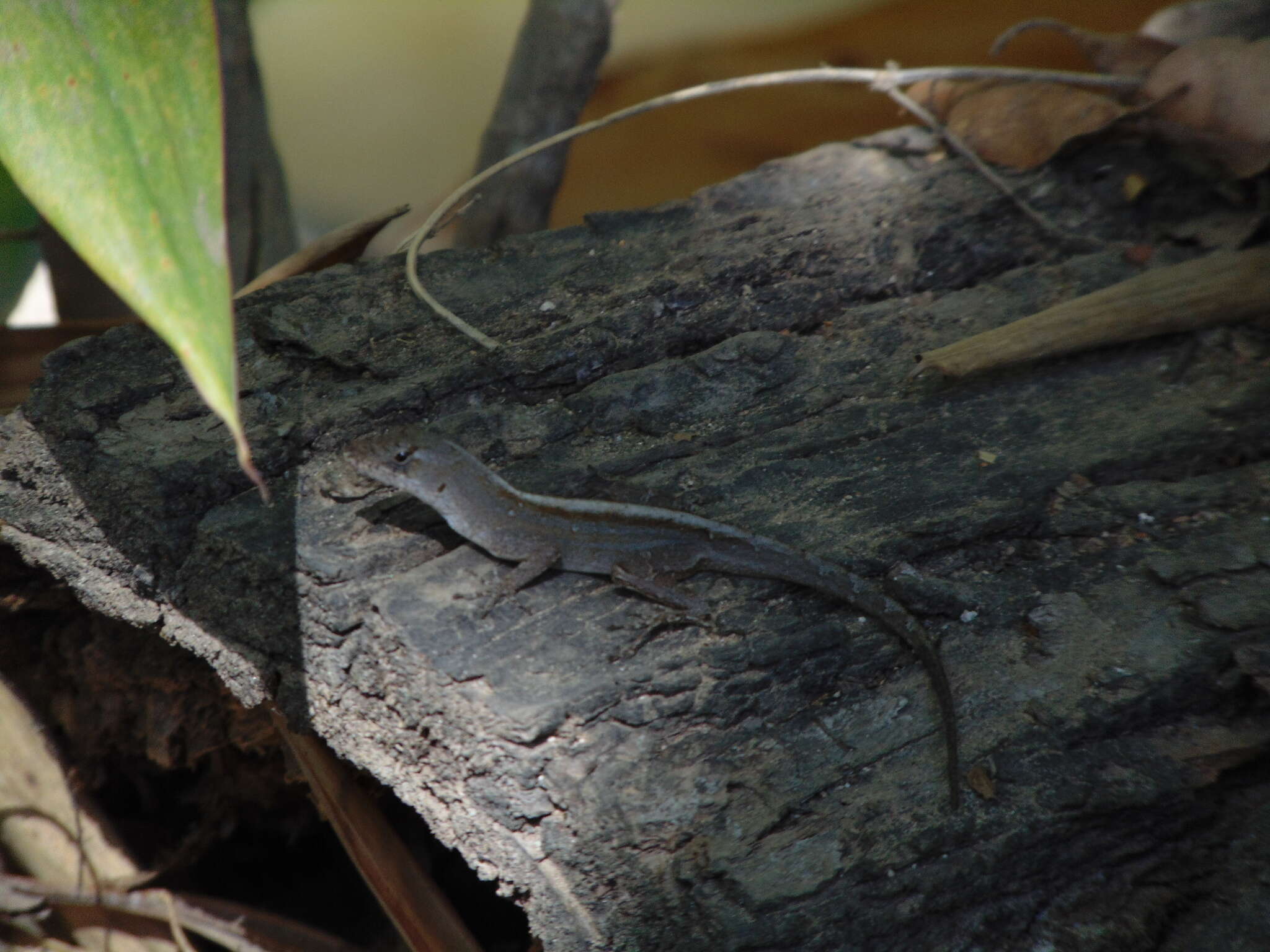 Image of Schmidt's Anole