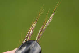 Image of pitted beardgrass