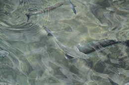 Image of Grey Mullet