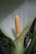 Plancia ëd Arum italicum subsp. albispathum (Steven ex Ledeb.) Prime