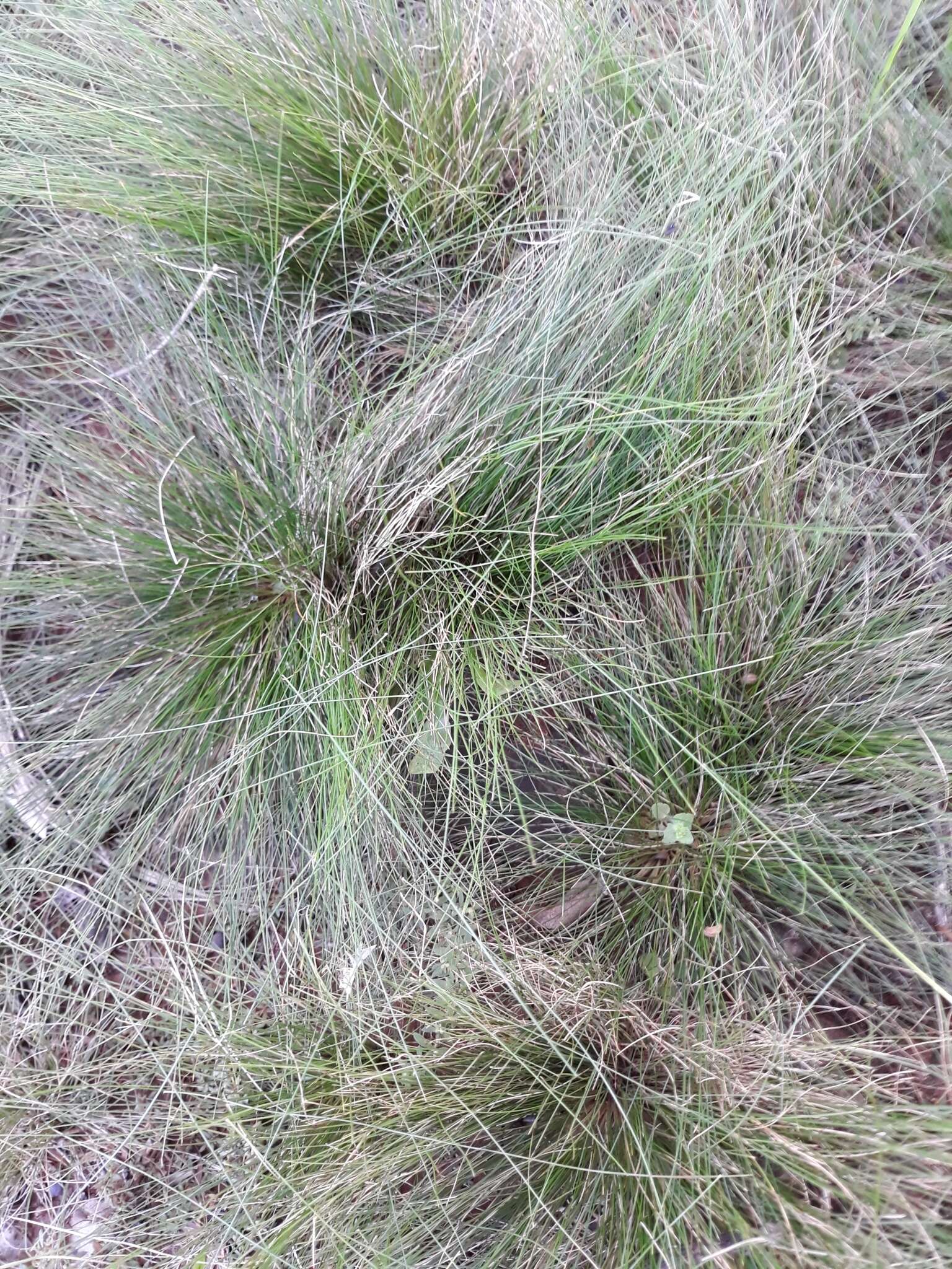 Image of Tough love-grass