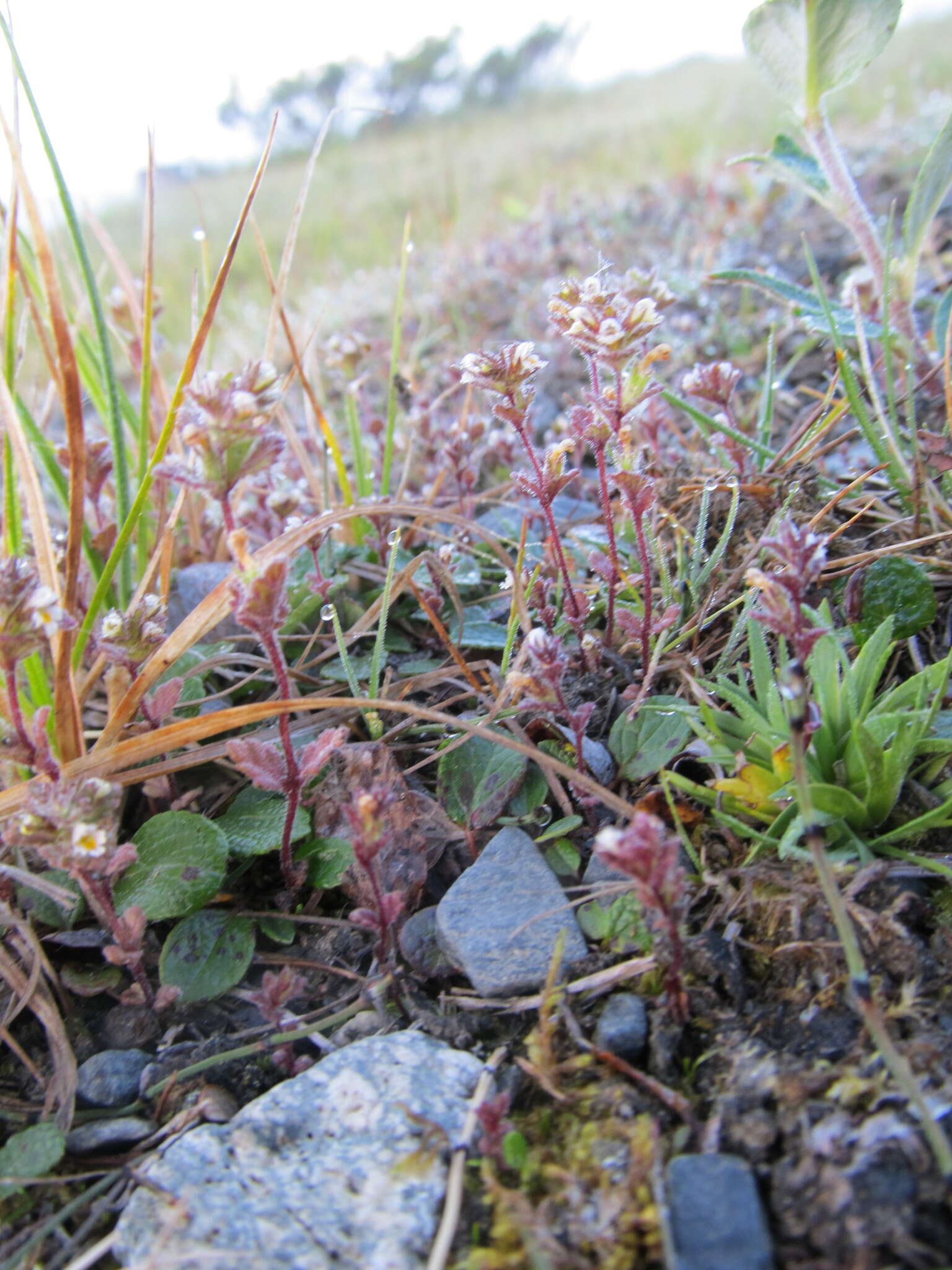 Imagem de Euphrasia subarctica Raup