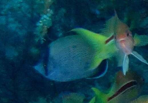 Image of African Butterflyfish