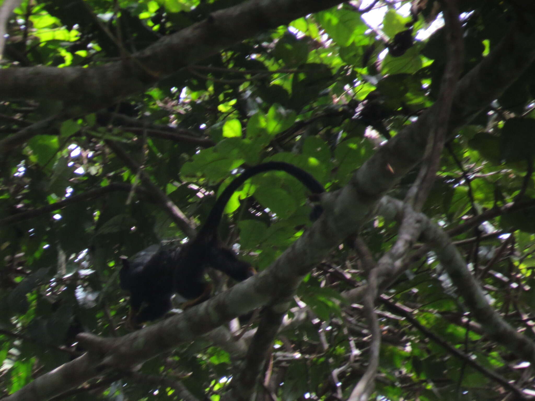 Image of Golden-handed Tamarin