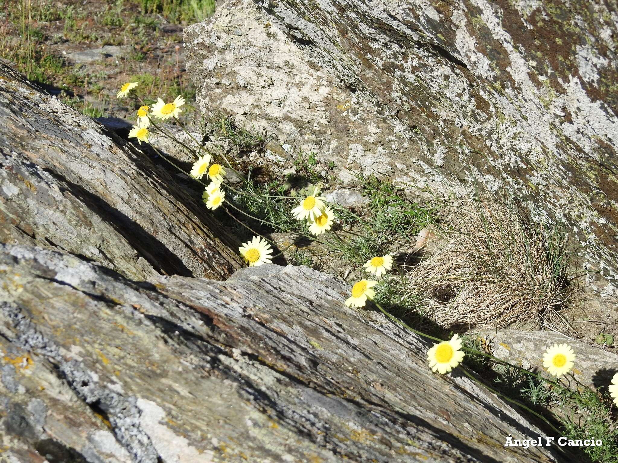 صورة Leucanthemopsis pallida (Mill.) Heywood