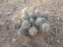 Image of Kuenzler hedgehog cactus