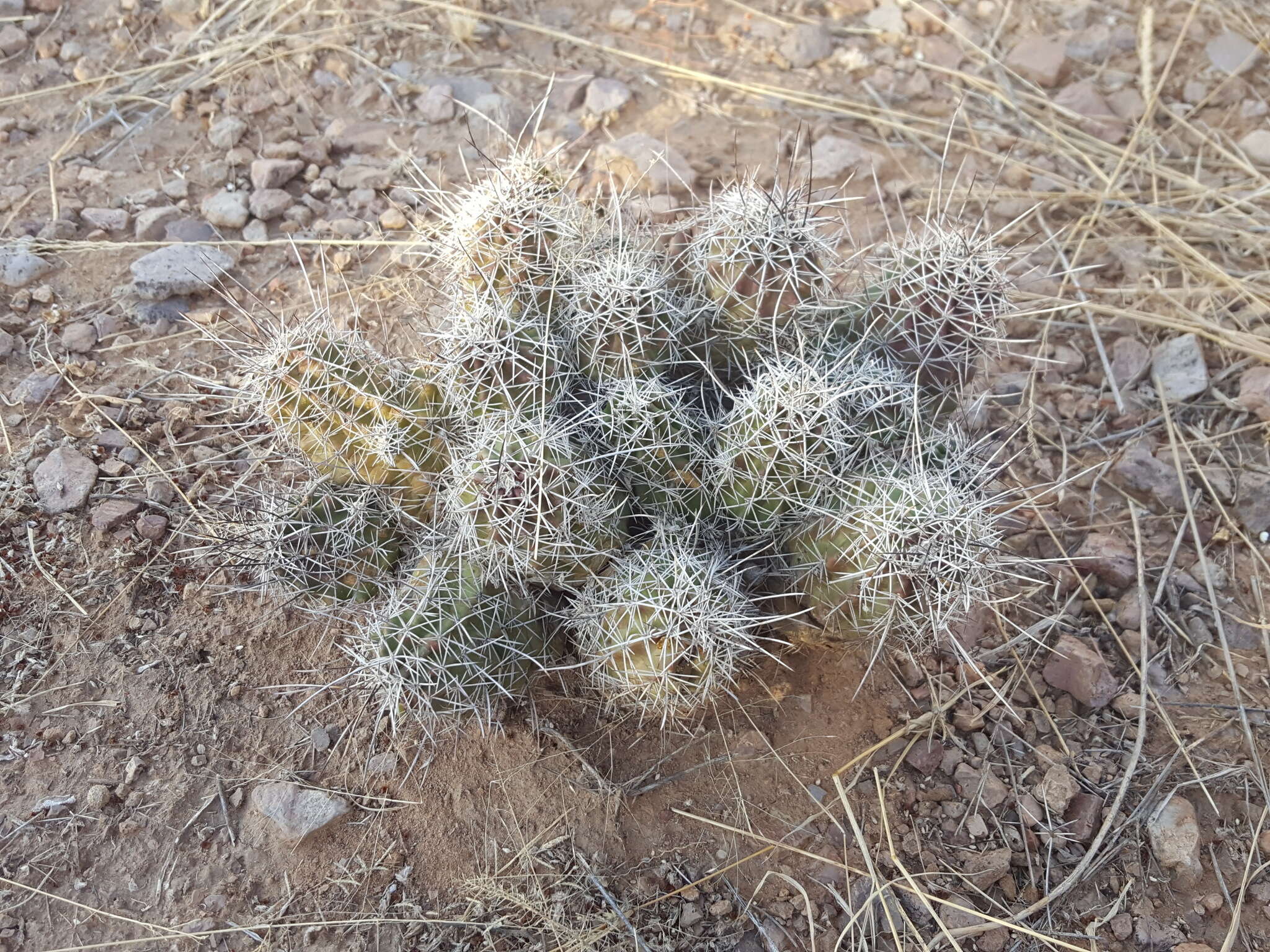 Image of Kuenzler hedgehog cactus