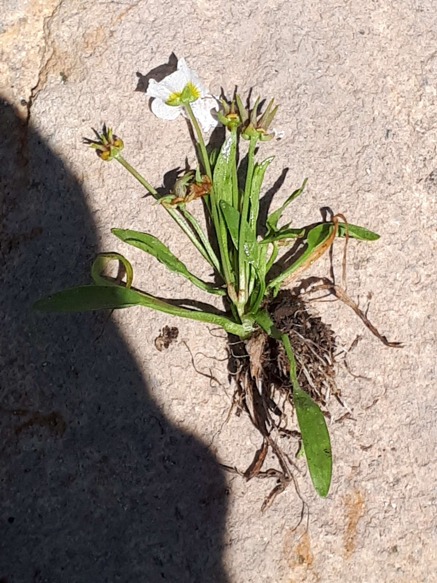 Image of Damasonium polyspermum Coss.