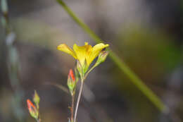 Plancia ëd Linum africanum L.