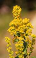 Image of Solidago elongata Nutt.