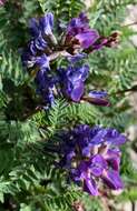 Image de Oxytropis jacquinii Bunge