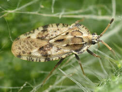 Image of spear thistle lacebug