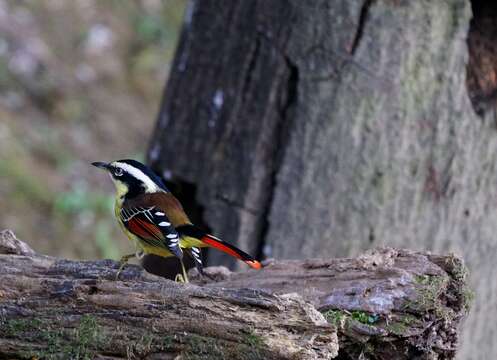 Image of Red-tailed Minla