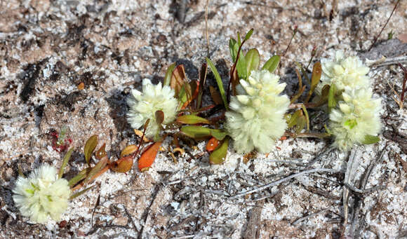 Image of Ptilotus humilis (Nees) F. Müll.