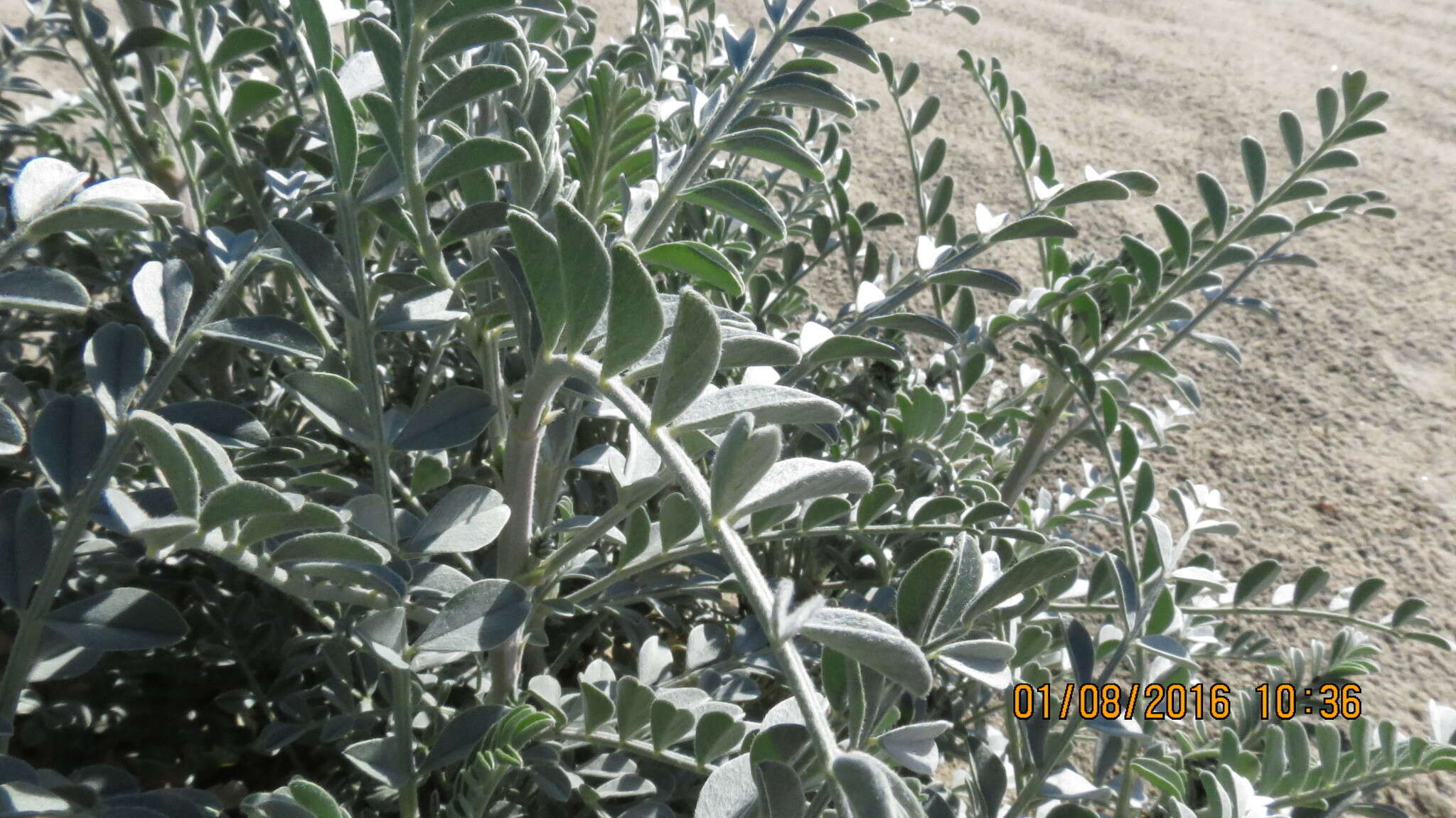 صورة Astragalus lentiginosus var. coachellae Barneby