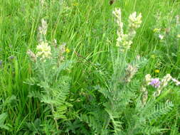 Oxytropis pilosa (L.) DC. resmi