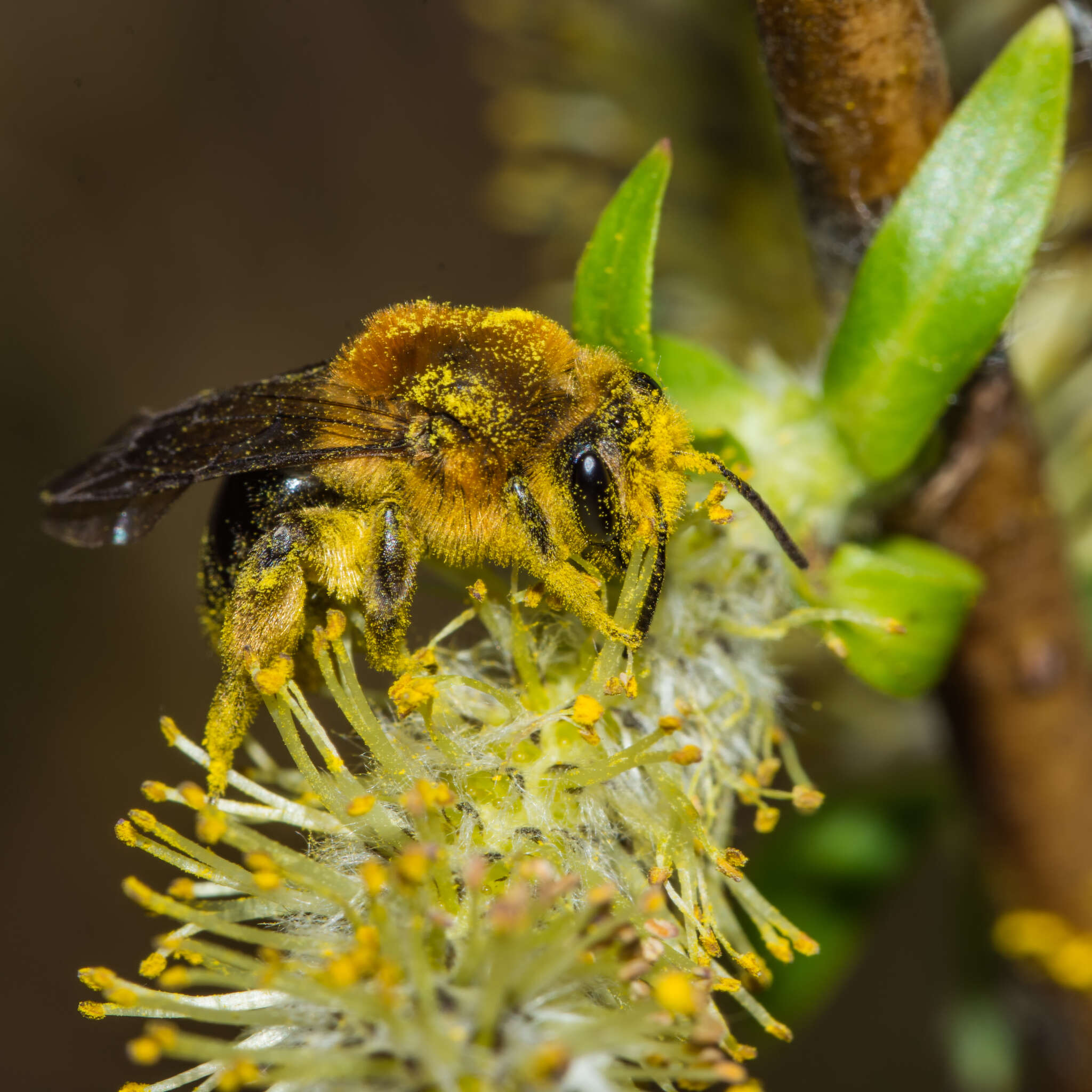 Image of Andrena dunningi Cockerell 1898