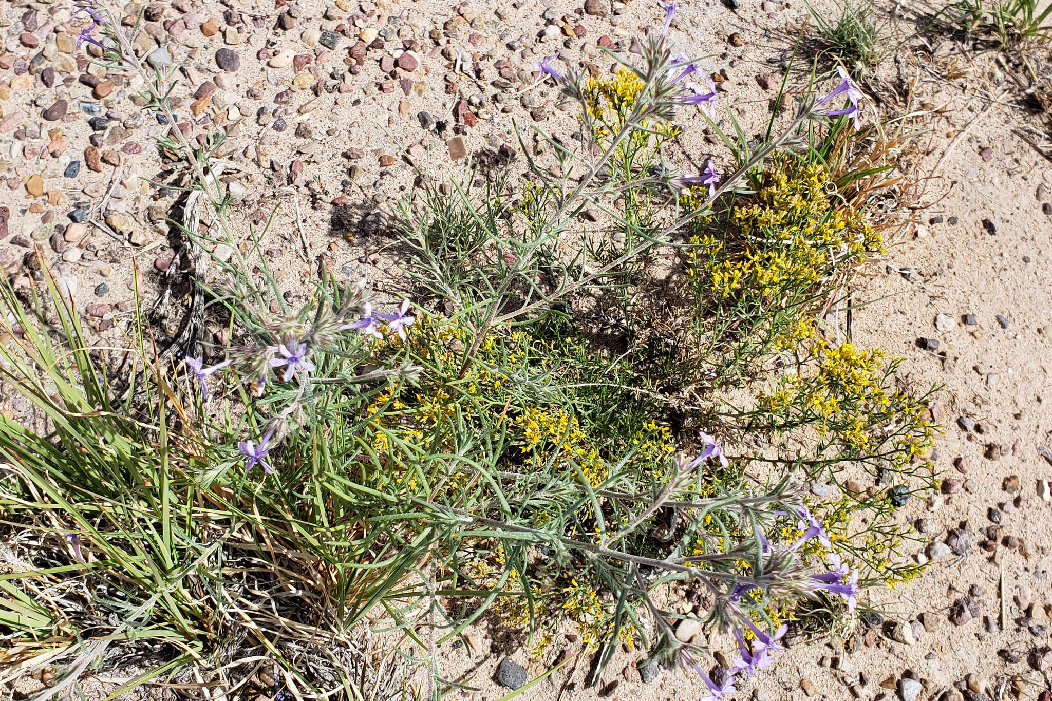 Image of manyflowered ipomopsis