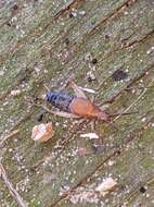 Image of Forest Scaly Cricket