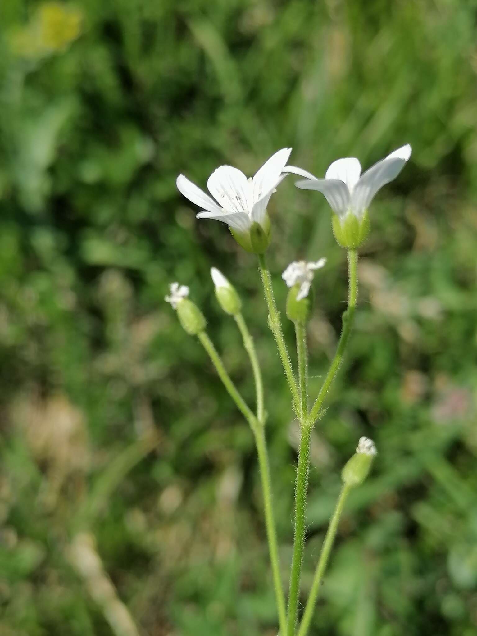 Plancia ëd Cerastium pauciflorum Stev. ex Ser.