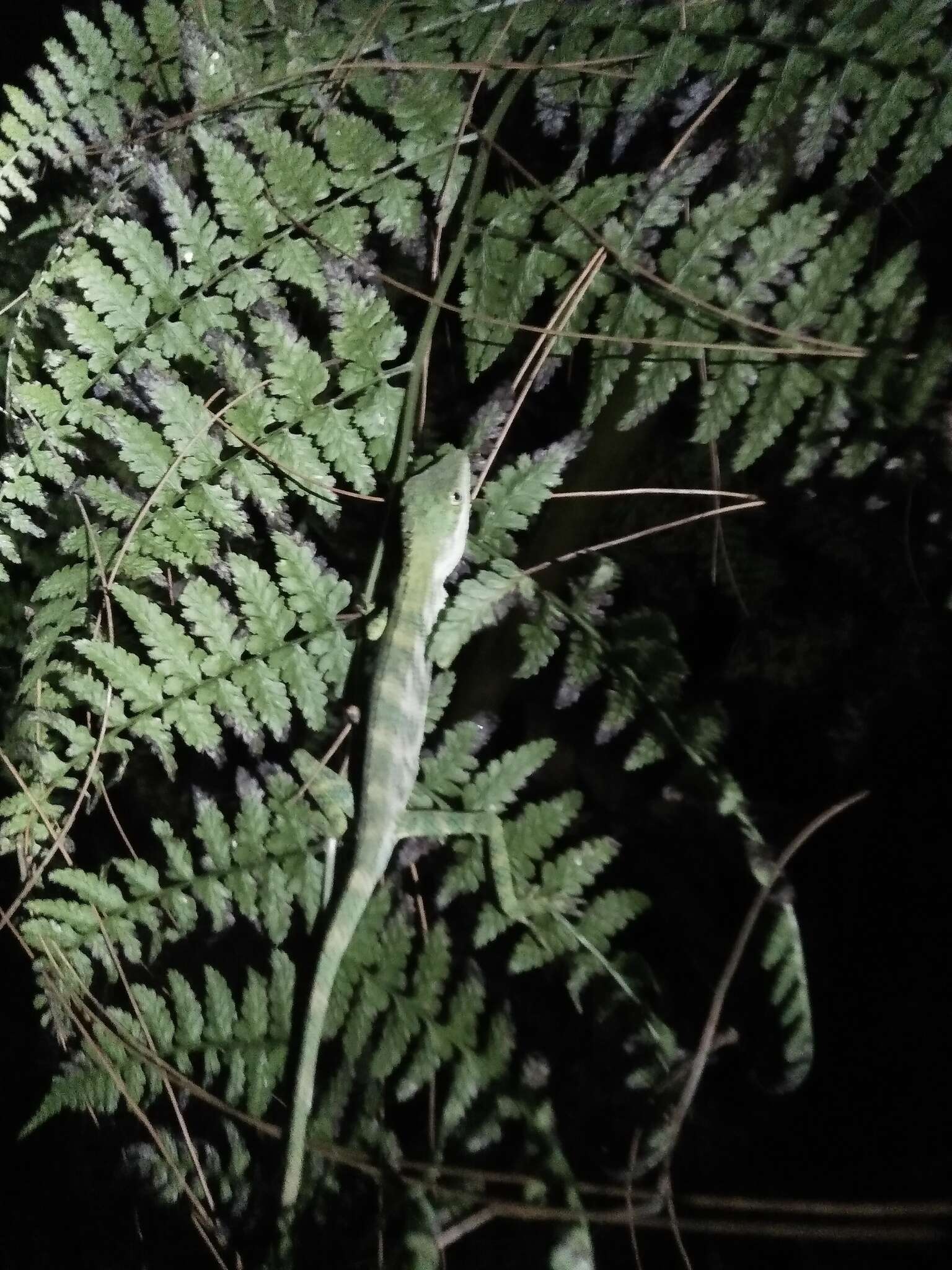 Pseudocalotes tympanistriga (Gray 1831) resmi