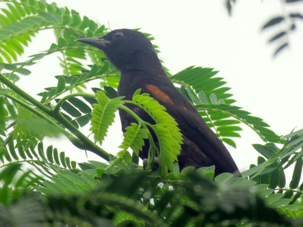 Image of Variable Oriole