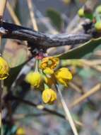 Image of Berberis grevilleana Gill.