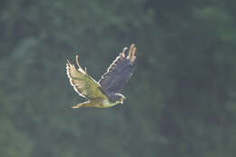 Buteo jamaicensis costaricensis Ridgway 1874 resmi