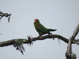 Image of Red-faced Parrot