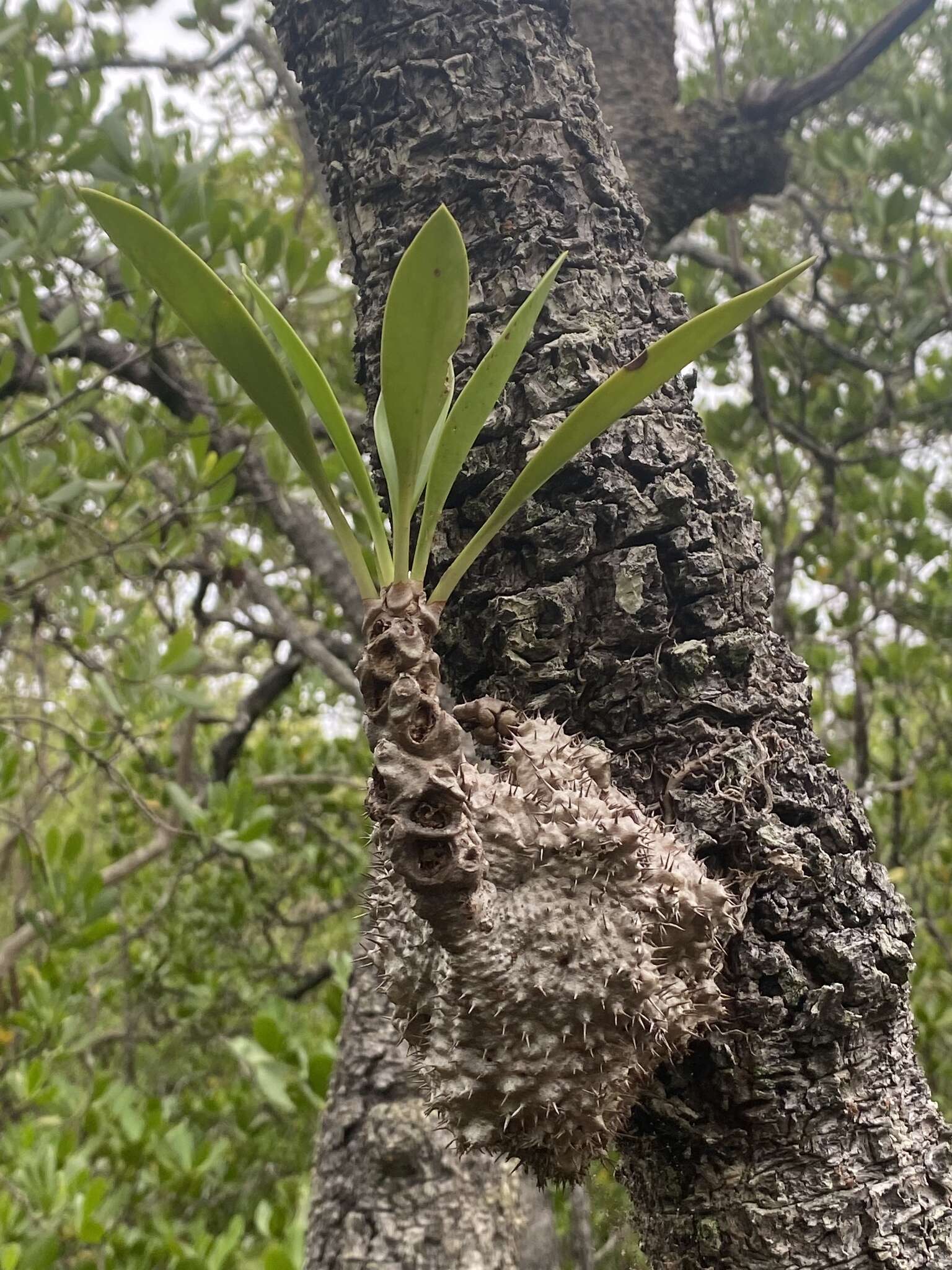 Imagem de Myrmecodia beccarii Hook. fil.