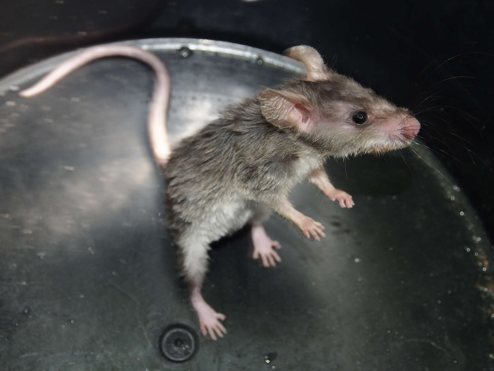 Image of long-tailed pouched rat