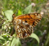 Image de Phyciodes pallida Edwards 1864