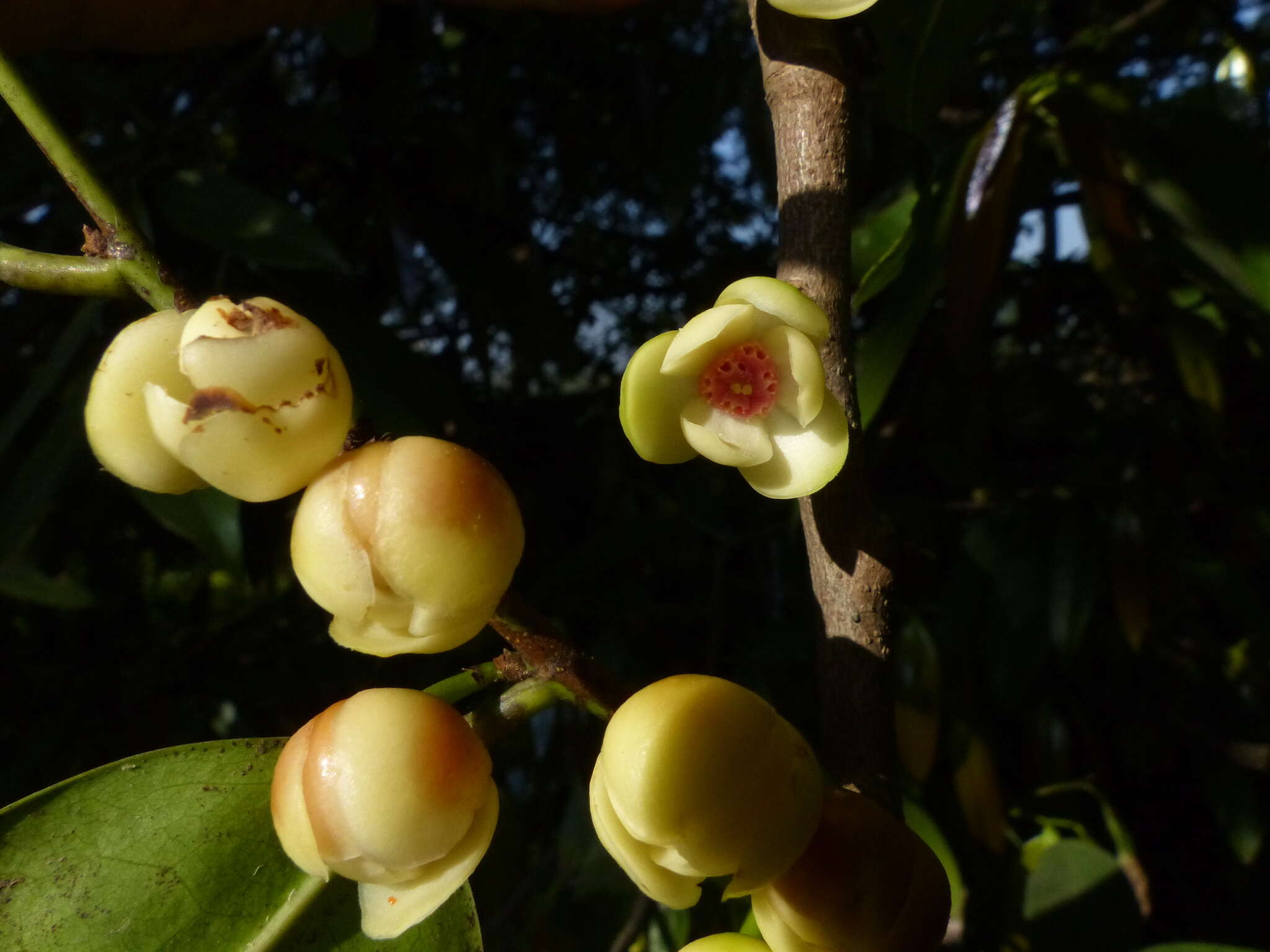 Plancia ëd Sageraea laurina Dalzell