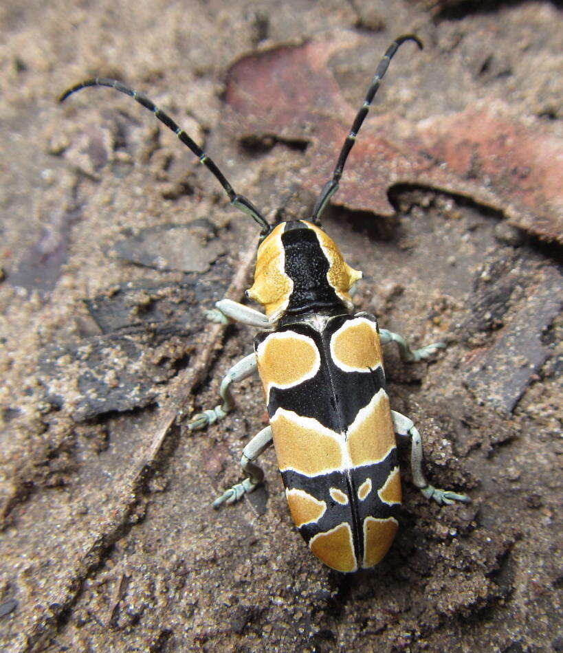 Image of Tragocephala frenata Gerstaecker 1855