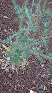 Image of Cirsium rhaphilepis (Hemsl.) Petr.