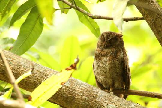 Image of Elegant Scops Owl