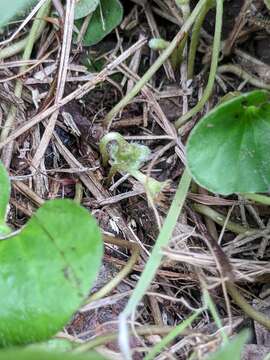 Imagem de Dichondra recurvata Tharp & M. C. Johnston