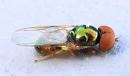 Image of Soldier fly