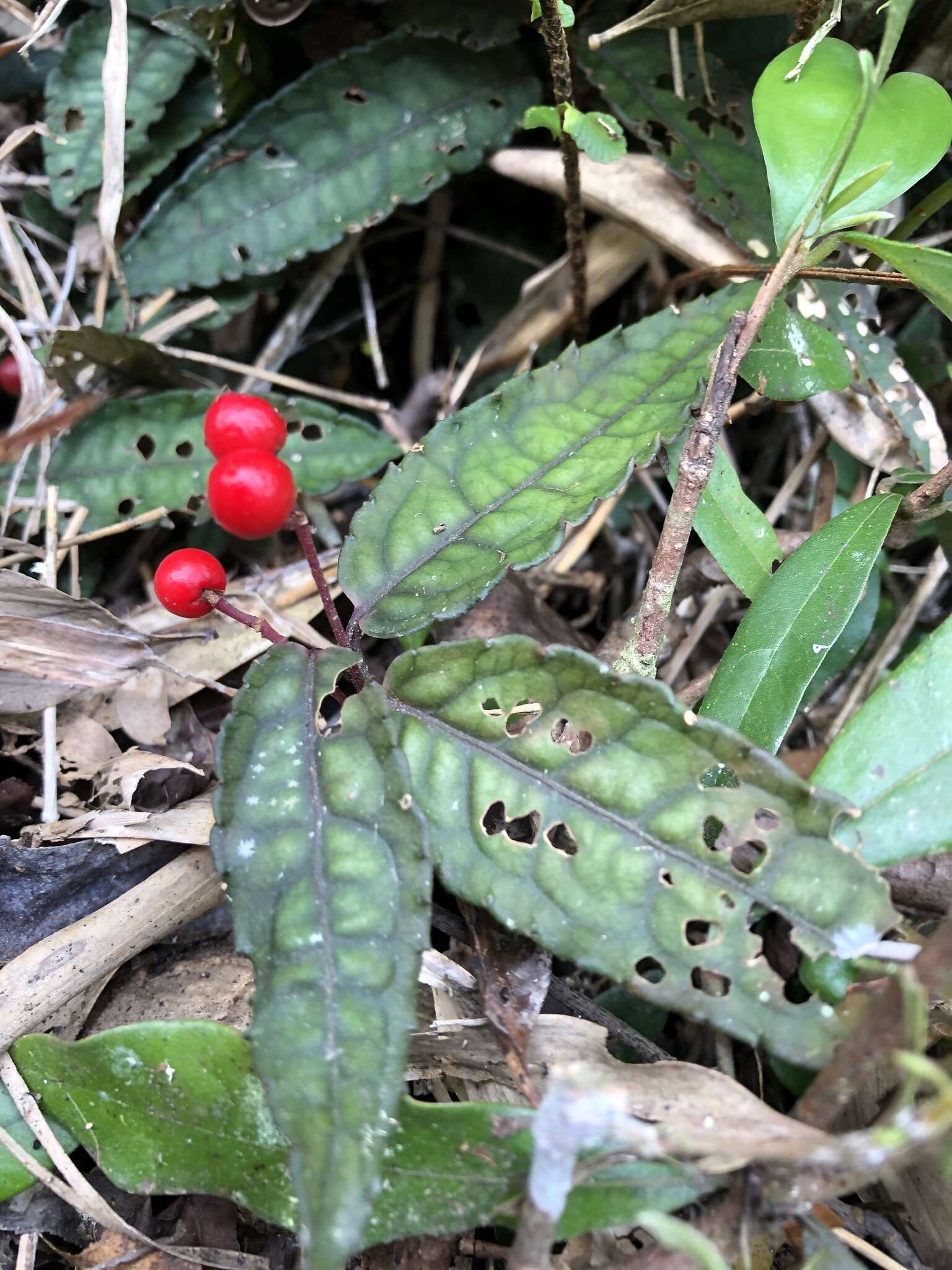 Image of Ardisia violacea (T. Suzuki) W. Z. Fang & K. Yao