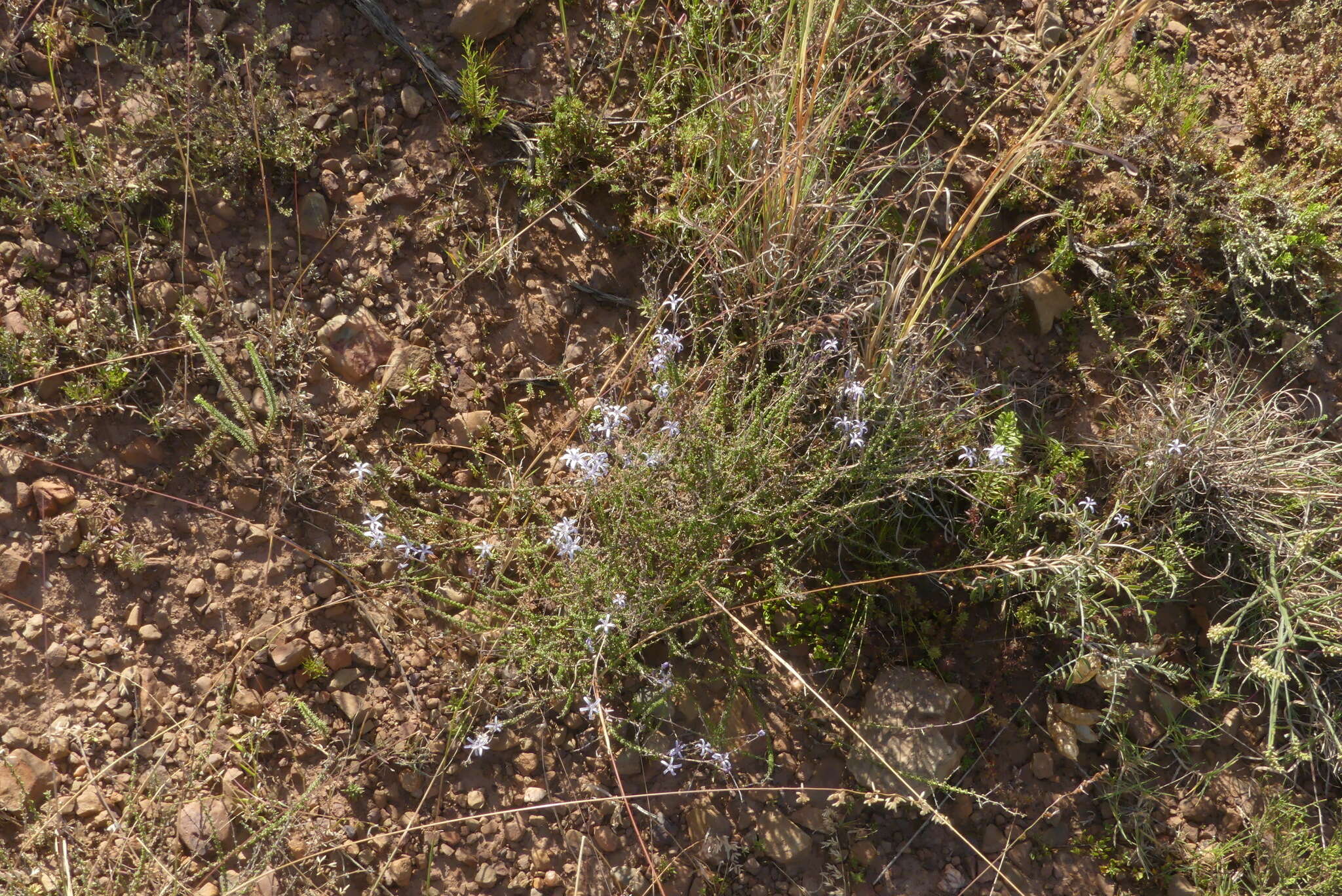 صورة Wahlenbergia loddigesii (A. DC.) I. M. Turner