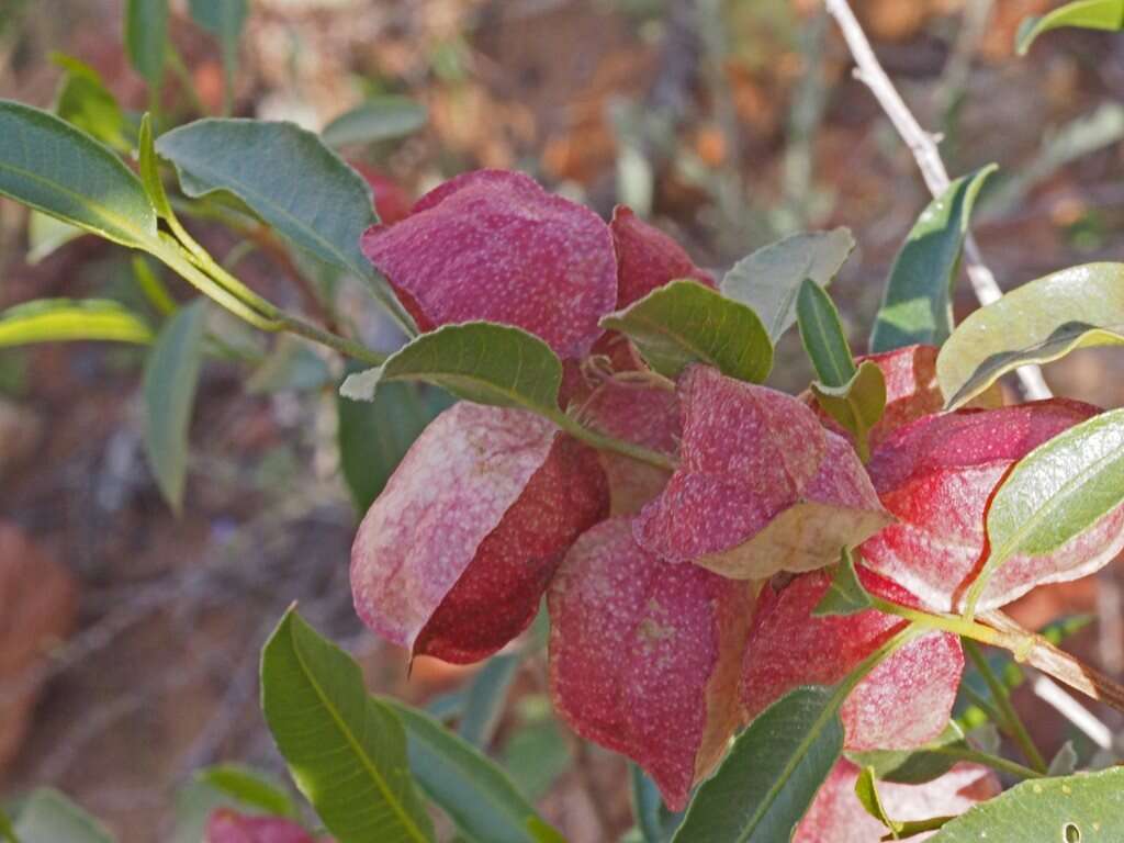 Image of Dodonaea petiolaris F. Müll.